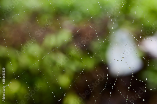 Delicate spiderweb with sparkling drops of water