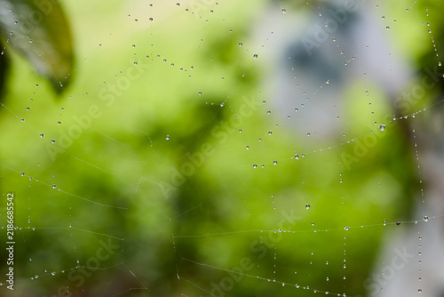Delicate spiderweb with sparkling drops of water