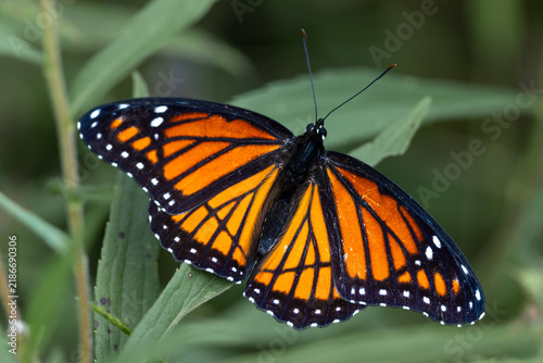 Canvastavla Viceroy Butterfly Basking on Green Foliage