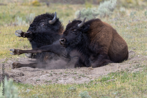 Bild auf Leinwand American Bison Wallowing and Rolling in Dust Wallow