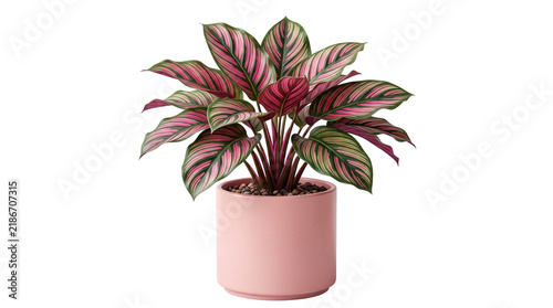 Calathea roseopicta houseplant in pink ceramic pot, tropical prayer plant with striped pink leaves, decorative indoor foliage for home decor isolated PNG with Transparent Background