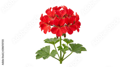 Vibrant red geranium flower with green leaves, blooming pelargonium plant for gardening and botanical design, fresh summer floral element isolated PNG with Transparent Background