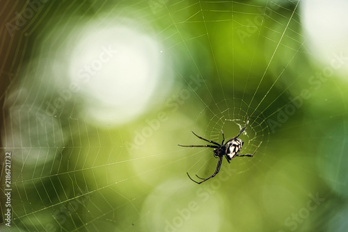 Fotografie Close up Macro The Golden Orb-weaver Spider on web