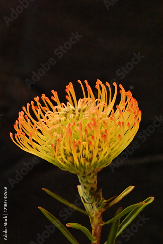 Фотография 黄色いピンクッションの花