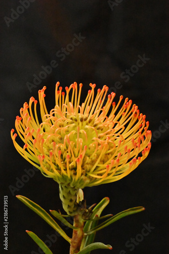 Photography 黄色いピンクッションの花