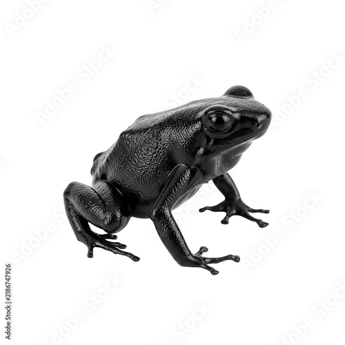 A stunning high resolution studio portrait of a sleek black frog belonging to the amphibians family captured isolated on a clean white background
