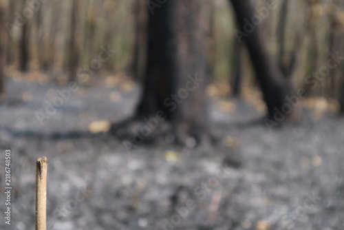 Photography A sobering close-up shot focused on a single burnt stick on a ground covered in black ash