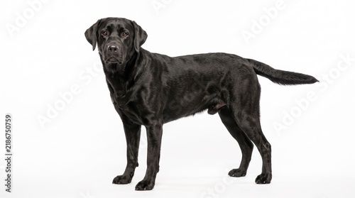 Naklejka black labrador retriever dog