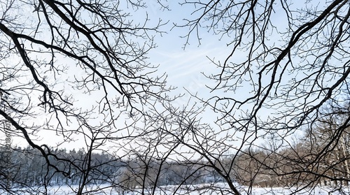 Winter forest canopy viewed from below with snow covered ground and bare branches against a pale sky.