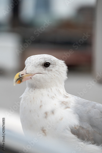 Closeup of Seagull