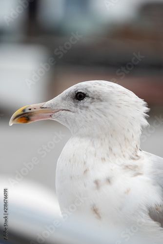Closeup of Seagull