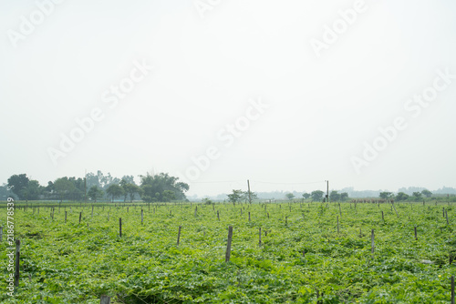 Obraz na plátně A vast green field of bitter gourd plants supported by wooden stakes under a bri