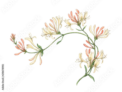 Cream and Coral Honeysuckle Vine Floral Pattern on Soft Sage Background.