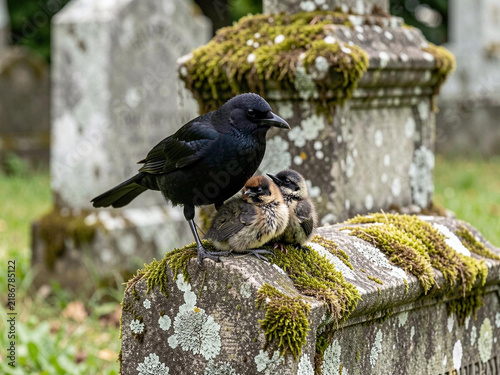 two black birds sitting in a cemetery