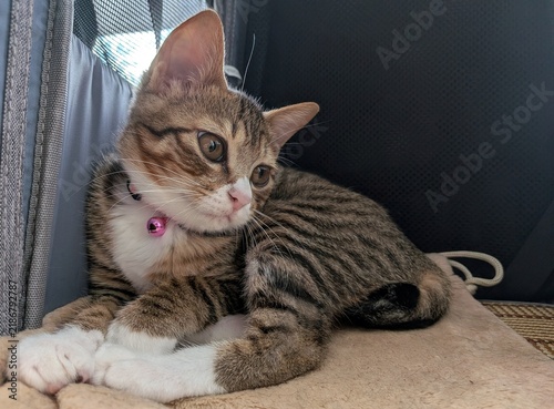 Bild auf Leinwand Cute kitten with a kinked tail sitting inside a pet carrier, lucky cat