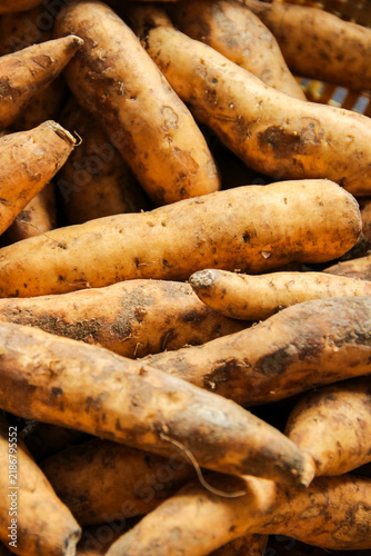 Obraz na plátně Fresh sweet potatoes lie close, earthy tones dominate
