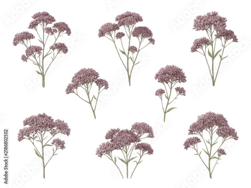Dusty Mauve Joe-Pye Weed Floral Pattern on Soft Grey Green Background.