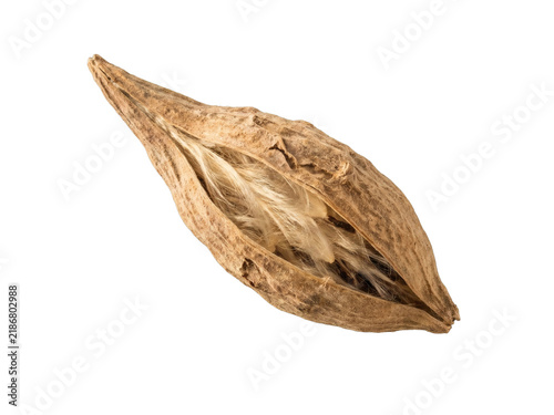 Dried Milkweed Seed Pod with Rough Natural Fiber Texture Macro.
