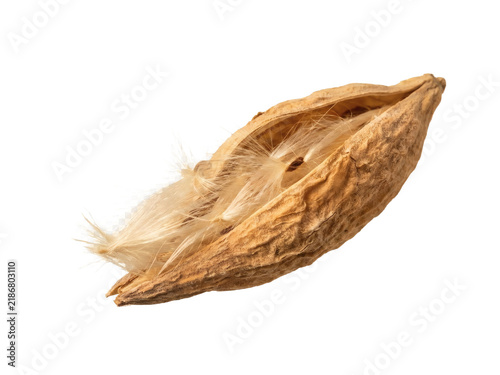 Dried Milkweed Seed Pod with Rough Natural Fiber Texture Macro.