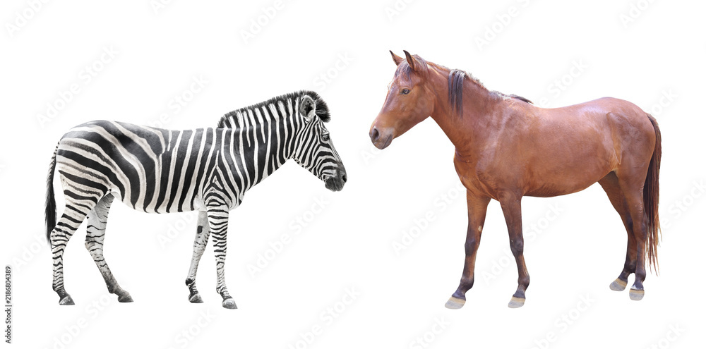 Obraz premium Two equidae species striped wild zebra and domestic brown horse isolated on white