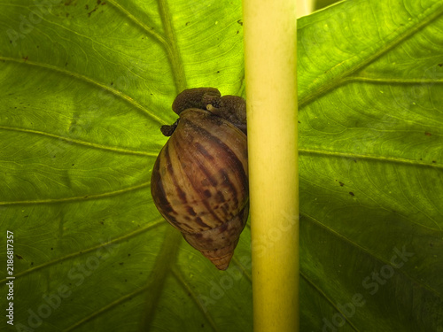 Cuadro en lienzo Snail Climbing on Taro Leaf in Tropical Garden