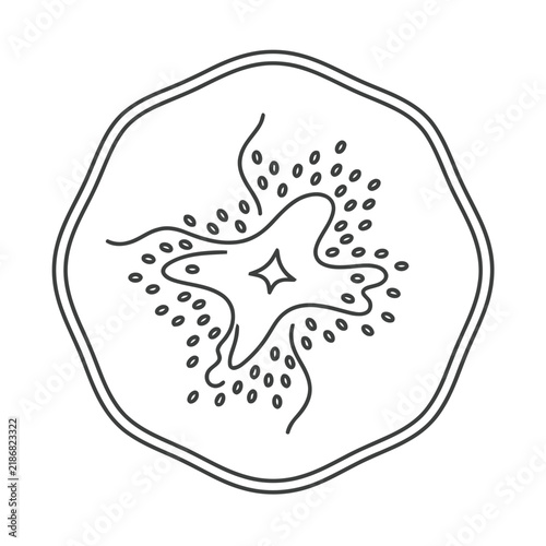 Kiwi slice outline
