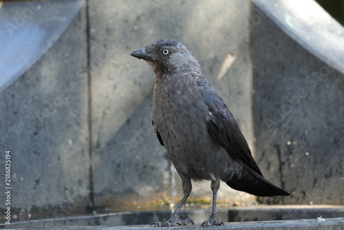 Cuadro en lienzo Western jackdaw perched on a stone ledge near a fountain