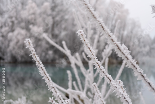 Konstfotografi Winter frost coated branches with delicate ice crystals in soft blurred backgrou