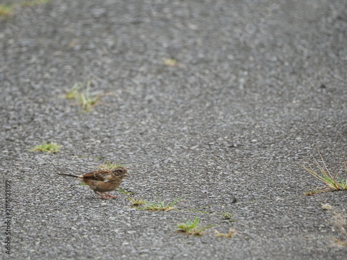 Canvastavla ホオジロが舗装路を歩いていた