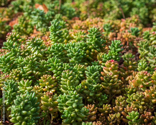 Obraz na płótnie Close-up of dense stonecrop (Sedum) with fleshy green succulent leaves and reddish tips, showing drought-tolerant ground cover suitable for green roofs, rock gardens and xeriscaping