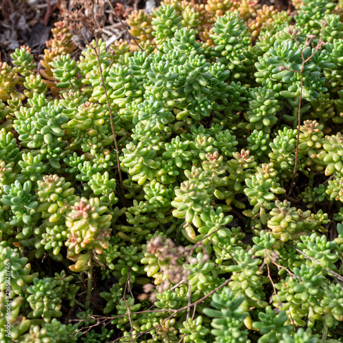 Foto Close-up of dense stonecrop (Sedum) with fleshy green succulent leaves and reddish tips, showing drought-tolerant ground cover suitable for green roofs, rock gardens and xeriscaping
