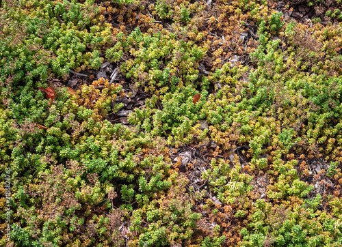 Fotografía Dense mat of low-growing stonecrop (Sedum) with green and yellow succulent foliage, forming drought-tolerant ground cover used in rock gardens, landscaping and green roofs