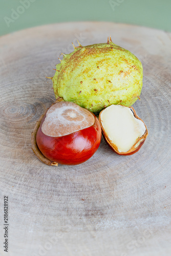 Horse chestnut fruit in macro studio photographs