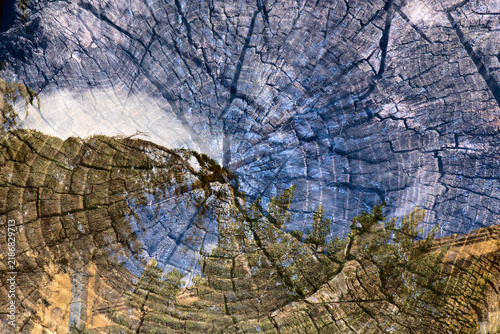 Abstract composite macro photograph combining aged wood grain rings with a blue forest canopy overlay. For life cycle analysis, historical data tracking, environmental sustainability, organic growth 