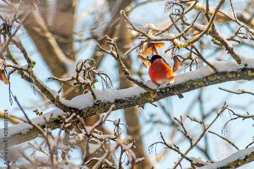 Male Eurasian Bullfinch Eating Seeds on Snowy Branch

Male Eurasian bullfinch (Pyrrhula pyrrhula) holding a winged seed in its beak while perched on a snow-covered branch in winter sunlight.