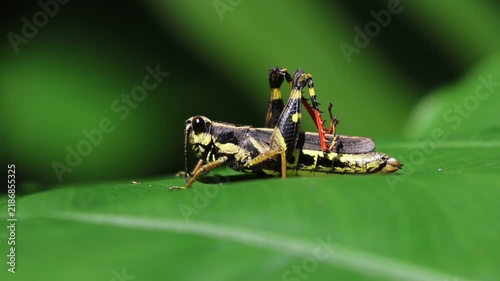 Grasshopper on the green leaf 
