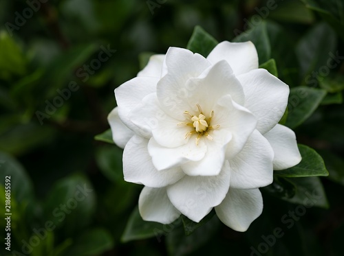 Beautiful White Gardenia Flower Blooming in Lush Green Garden.