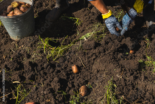 Person harvesting potatoes from soil in a garden, wearing gloves and yellow sleeves, with a bucket of harvested potatoes nearby on a sunny day