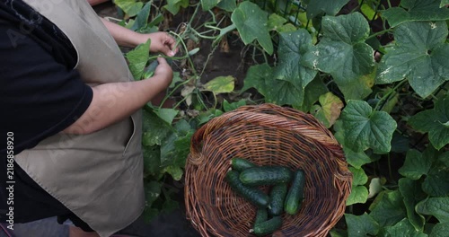 Girl harvesting fresh cucumber from lush backyard garden while carrying wicker basket, wearing an apron, organic gardening and homegrown food, agriculture, sustainable living, retail, high angle