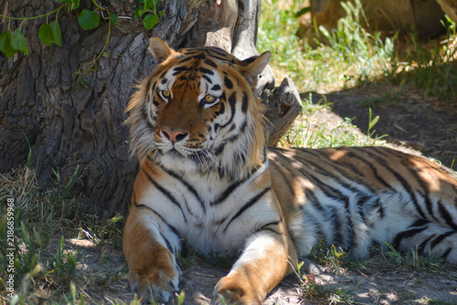 Siberian Tiger. The big tiger in the wild. Tiger in the forest. Predatory animals in the wild