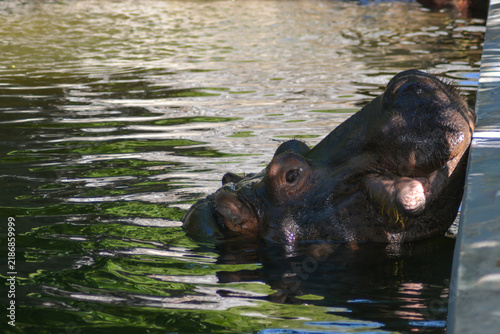 Hippopotamus in the water. Hippopotamus head. A hippopotamus resting in the river