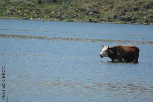 Cow in the water on a sunny day. Animal in the water. Spotted cow standing in the water of a shallow lake or river on a sunny day