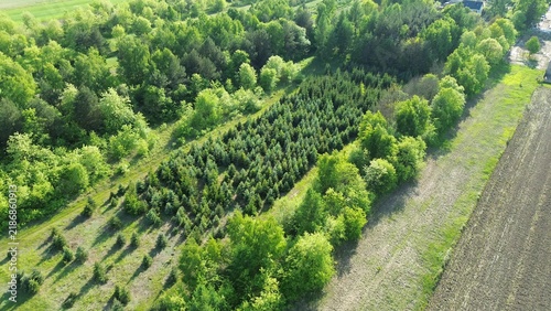 Obraz na plátně Sustainable forestry with newly planted trees