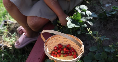 Close up of woman hands picking ripe strawberries into a woven basket in a raised garden bed on a sunny summer day, fresh berry harvest and natural outdoor lifestyle, agriculture, food