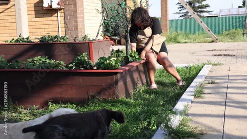 Woman tending strawberry plants in raised wooden garden beds while two friendly dogs explore the grassy yard on a sunny summer day, authentic home gardening and sustainable rural lifestyle