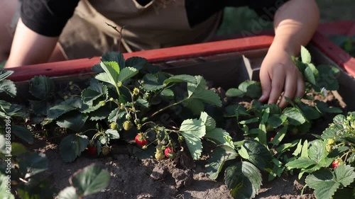 Harvesting ripe strawberries by hand in raised garden bed with woven basket during sunny summer morning, close-up of careful home gardening, organic berry picking, backyard farming