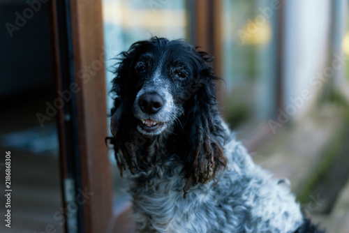 Canvastavla Old spaniel dog with gray muzzle looking at camera