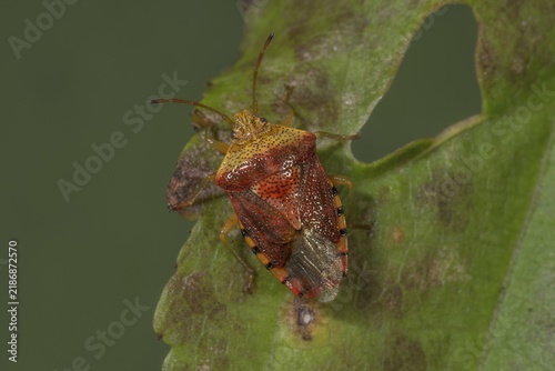 A spotted stink bug (Elasmucha grisea) in the fifth larval stage sitting on a weathered leaf, Baden-Württemberg, Germany