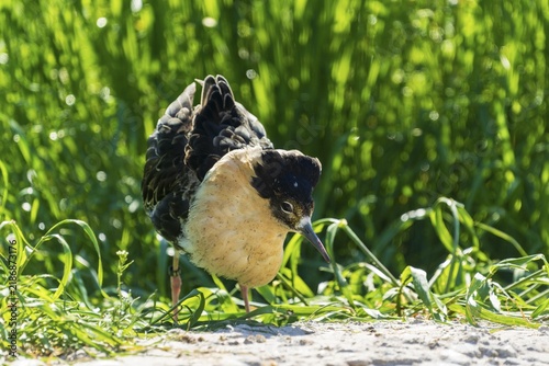A bird with unusual plumage looks curiously out of a grassy field, Ruff (Calidris pugnax, Syn.: Philomachus pugnax), France