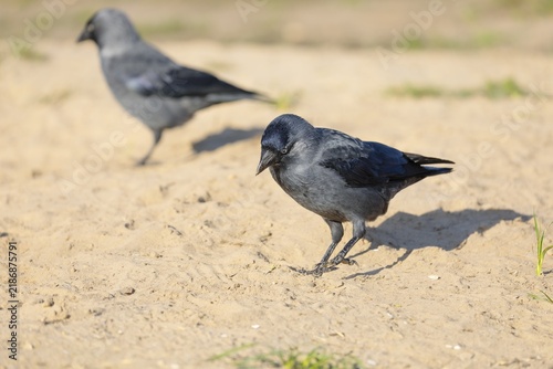 Two western jackdaws (Coloeus monedula) search for food in a sandy area on a sunny day. Czech Republic